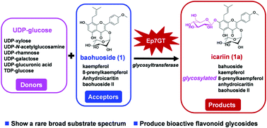Graphical abstract: Ep7GT, a glycosyltransferase with sugar donor flexibility from Epimedium pseudowushanense, catalyzes the 7-O-glycosylation of baohuoside