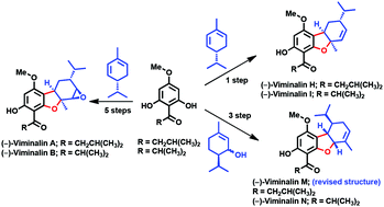 Graphical abstract: Bio-inspired enantioselective total syntheses of (−)-viminalins A, B, H, I, and N and structural reassignment of (−)-viminalin M