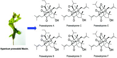 Graphical abstract: Przewalcyrones A–F, epoxychromene-containing polycyclic polyprenylated acylphloroglucinols with immunosuppressive activity from Hypericum przewalskii Maxim.