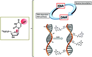 Graphical abstract: Compatibility of 5-ethynyl-2′F-ANA UTP with in vitro selection for the generation of base-modified, nuclease resistant aptamers