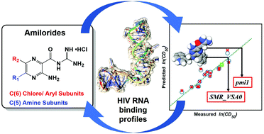 Graphical abstract: Driving factors in amiloride recognition of HIV RNA targets
