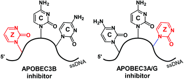 Graphical abstract: Selective inhibition of APOBEC3 enzymes by single-stranded DNAs containing 2′-deoxyzebularine
