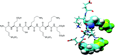 Graphical abstract: The secondary structure of a heptapeptide containing trifluoromethyl-λ6-tetrafluorosulfanyl substituted amino acids