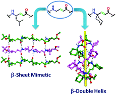 Graphical abstract: Impact of substituent effects on the design of β-sheet mimetics and β-double helices from (E)-vinylogous γ-amino acid oligomers
