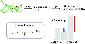 Graphical abstract: The effect of spermidine on guanine decomposition via photoinduced electron transfer in DNA