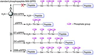 Graphical abstract: A targeted approach for the synthesis of multi-phosphorylated peptides: a tool for studying the role of phosphorylation patterns in proteins