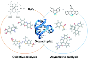 Graphical abstract: G-quadruplexes as versatile scaffolds for catalysis