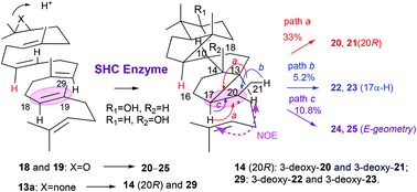Graphical abstract: Enzymatic syntheses of novel carbocyclic scaffolds with a 6,5 + 5,5 ring system by squalene-hopene cyclase