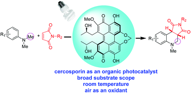 Graphical abstract: Cercosporin-photocatalyzed sp3 (C–H) activation for the synthesis of pyrrolo[3,4-c]quinolones