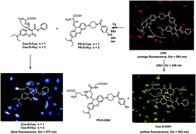 Graphical abstract: A ratiometric fluorescent probe for simultaneous detection of Cys/Hcy and GSH