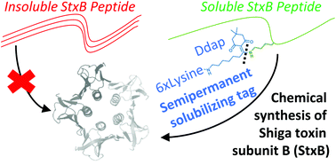 Graphical abstract: Chemical synthesis of Shiga toxin subunit B using a next-generation traceless “helping hand” solubilizing tag