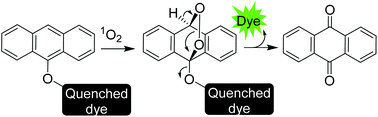 Graphical abstract: Hybrids of a 9-anthracenyl moiety and fluorescein as chemodosimeters for the detection of singlet oxygen in live cells