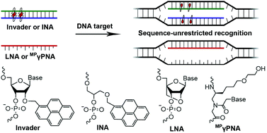 Graphical abstract: Head-to-head comparison of LNA, MPγPNA, INA and Invader probes targeting mixed-sequence double-stranded DNA