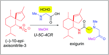 Graphical abstract: Total synthesis of exigurin: the Ugi reaction in a hypothetical biosynthesis of natural products