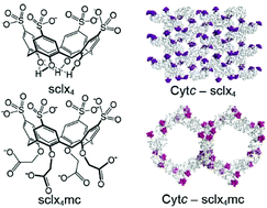 Graphical abstract: Probing the determinants of porosity in protein frameworks: co-crystals of cytochrome c and an octa-anionic calix[4]arene
