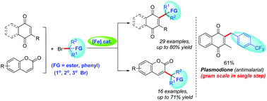 Graphical abstract: Iron-catalyzed regioselective alkylation of 1,4-quinones and coumarins with functionalized alkyl bromides