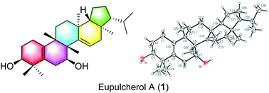 Graphical abstract: Eupulcherol A, a triterpenoid with a new carbon skeleton from Euphorbia pulcherrima, and its anti-Alzheimer's disease bioactivity