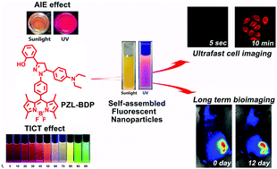 Graphical abstract: Red fluorescent pyrazoline-BODIPY nanoparticles for ultrafast and long-term bioimaging