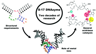 Graphical abstract: Insights into DNA catalysis from structural and functional studies of the 8-17 DNAzyme