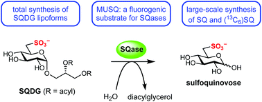 Graphical abstract: Concise synthesis of sulfoquinovose and sulfoquinovosyl diacylglycerides, and development of a fluorogenic substrate for sulfoquinovosidases