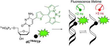 Graphical abstract: Thiophene-linked tetramethylbodipy-labeled nucleotide for viscosity-sensitive oligonucleotide probes of hybridization and protein–DNA interactions