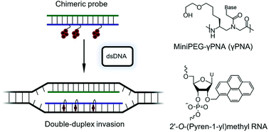Graphical abstract: Chimeric γPNA–Invader probes: using intercalator-functionalized oligonucleotides to enhance the DNA-targeting properties of γPNA