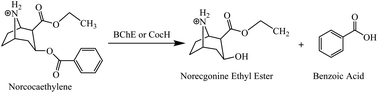 Graphical abstract: Catalytic activities of cocaine hydrolases against the most toxic cocaine metabolite norcocaethylene