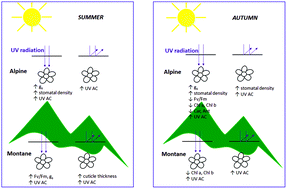 Graphical abstract: Effect of UV radiation and altitude characteristics on the functional traits and leaf optical properties in Saxifraga hostii at the alpine and montane sites in the Slovenian Alps