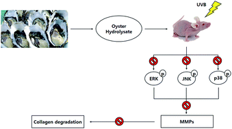 Graphical abstract: Oral administration of oyster (Crassostrea gigas) hydrolysates protects against wrinkle formation by regulating the MAPK pathway in UVB-irradiated hairless mice