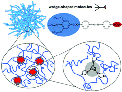 Graphical abstract: Aqueous microgels modified with photosensitive wedge-shaped amphiphilic molecules: synthesis, structure and photochemical behaviour