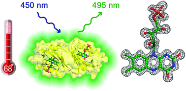 Graphical abstract: A thermostable flavin-based fluorescent protein from Chloroflexus aggregans: a framework for ultra-high resolution structural studies