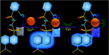 Graphical abstract: A multi-analyte selective dansyl derivative for the fluorescence detection of Cu(ii) and cysteine