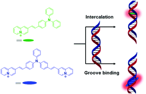 Graphical abstract: Diphenylaminostyryl-substituted quinolizinium derivatives as fluorescent light-up probes for duplex and quadruplex DNA
