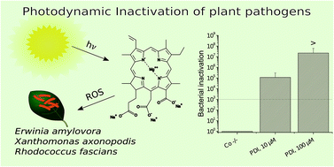 Graphical abstract: Save the crop: Photodynamic Inactivation of plant pathogens I: bacteria