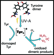 Graphical abstract: Photochemistry of tyrosine dimer: when an oxidative lesion of proteins is able to photoinduce further damage