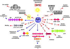 Graphical abstract: Through the eyes of a pathogen: light perception and signal transduction in Acinetobacter baumannii