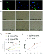 Graphical abstract: Hematoporphyrin monomethyl ether-mediated photodynamic therapy inhibits the growth of keloid graft by promoting fibroblast apoptosis and reducing vessel formation
