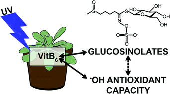 Graphical abstract: Ultraviolet-B radiation exposure lowers the antioxidant capacity in the Arabidopsis thaliana pdx1.3-1 mutant and leads to glucosinolate biosynthesis alteration in both wild type and mutant