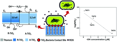 Graphical abstract: Enhanced photocatalytic bacterial inactivation of atomic-layer deposited anatase-TiO2 thin films on rutile-TiO2 nanotubes