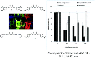 Graphical abstract: Curcumin derivatives as photosensitizers in photodynamic therapy: photophysical properties and in vitro studies with prostate cancer cells
