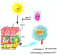 Graphical abstract: Human umbilical cord mesenchymal stem cell-derived and dermal fibroblast-derived extracellular vesicles protect dermal fibroblasts from ultraviolet radiation-induced photoaging in vitro