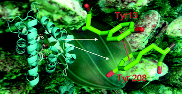 Graphical abstract: The interaction of C-terminal Tyr208 and Tyr13 of the first α-helix ensures a closed conformation of ctenophore photoprotein berovin