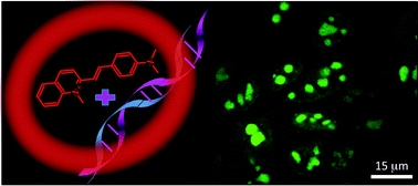 Graphical abstract: Quaternized styryl-azinium fluorophores as cellular RNA-binders