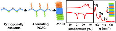 Graphical abstract: De-symmetrizing periodically grafted amphiphilic copolymers: design, synthesis and generation of Janus folded chains