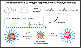 Graphical abstract: One-shot synthesis and solution properties of ROS/pH responsive methoxy poly(ethylene glycol)-b-polycarbonate