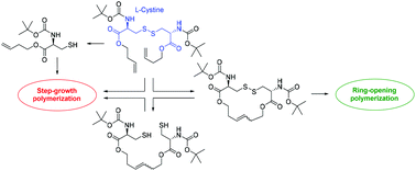 Graphical abstract: Polymerization of cystine-derived monomers