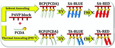 Graphical abstract: Topochemical polymerization of hierarchically ordered diacetylene monomers within the block copolymer domains