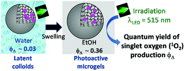 Graphical abstract: Tuning photosensitized singlet oxygen production from microgels synthesized by polymerization in aqueous dispersed media