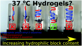 Graphical abstract: Thermoresponsive hydrogels formed by poly(2-oxazoline) triblock copolymers