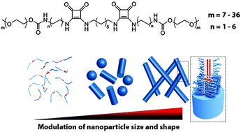 Graphical abstract: Shape modulation of squaramide-based supramolecular polymer nanoparticles
